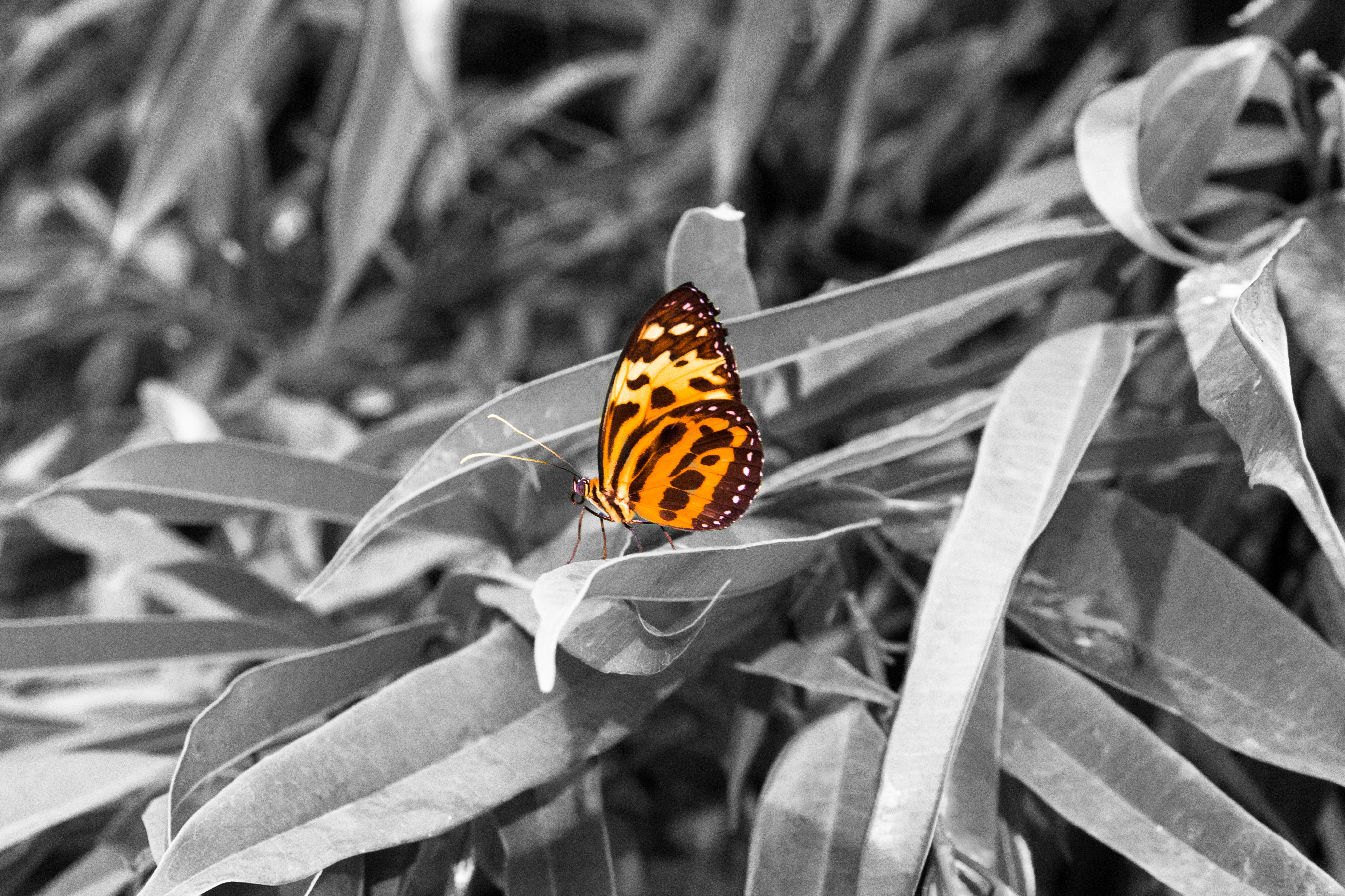 EP_EOS6D-20160313_078_Tiger_BW
