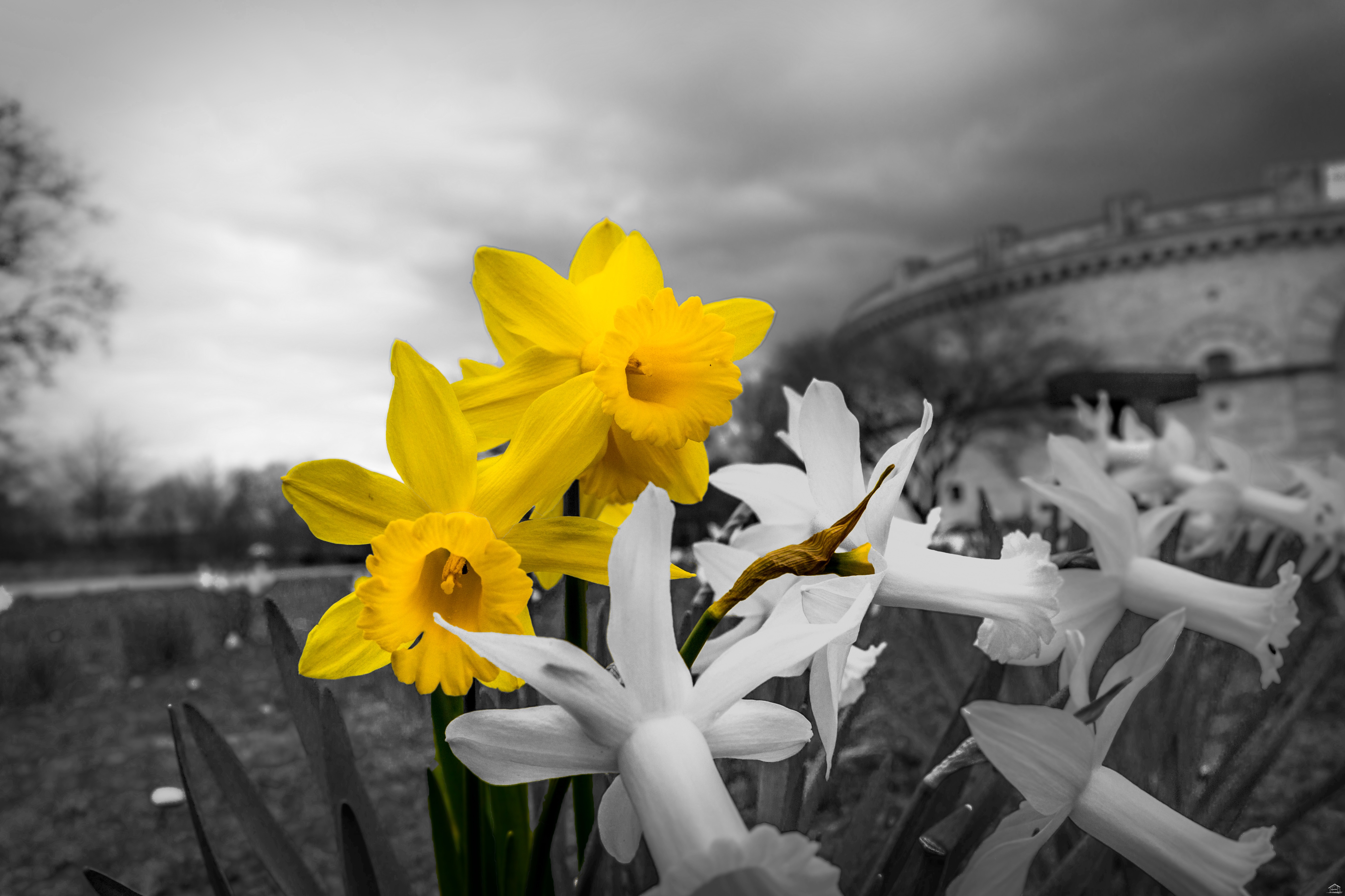EP_EOS6D-20160327_Osterglocken1
