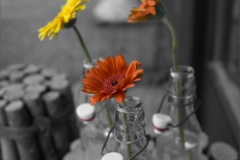 gerbera_bw