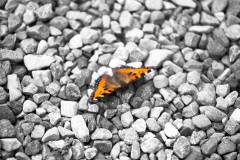 schmetterling