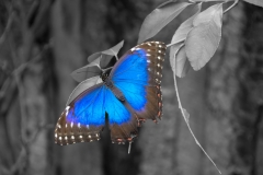 schmetterling_blau_kg